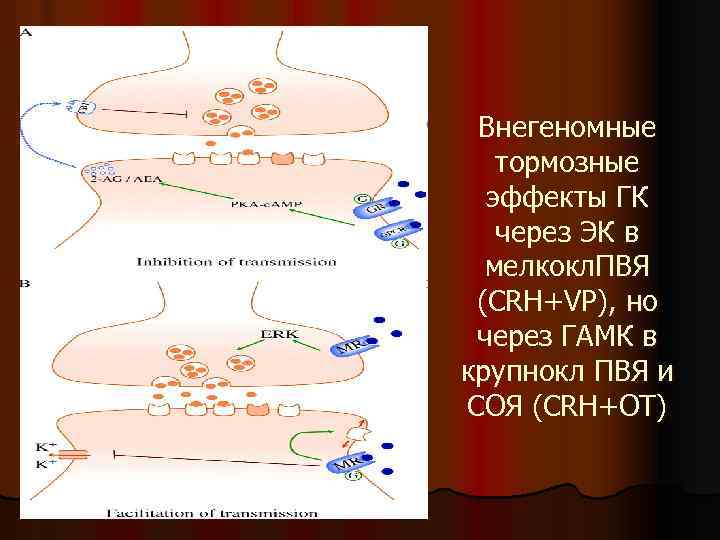 Внегеномные тормозные эффекты ГК через ЭК в мелкокл. ПВЯ (СRH+VP), но через ГАМК в