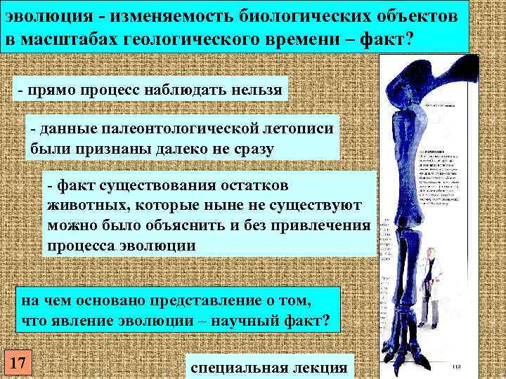 эволюция - изменяемость биологических объектов в масштабах геологического времени – факт? - прямо процесс