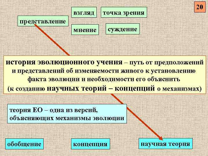 Представление мнения. 13. Историческое развитие. История эволюционного учения.. Представление об эволюции в средневековье. Представление суждение. Факты эволюции.