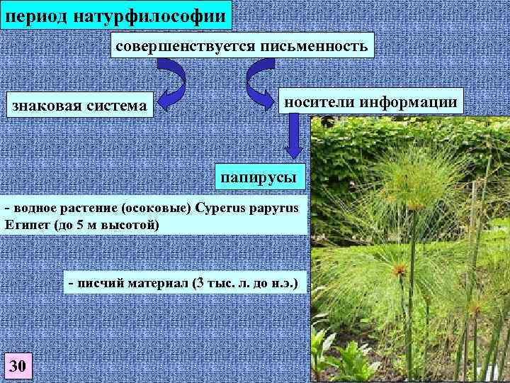 период натурфилософии совершенствуется письменность знаковая система носители информации папирусы - водное растение (осоковые) Cyperus