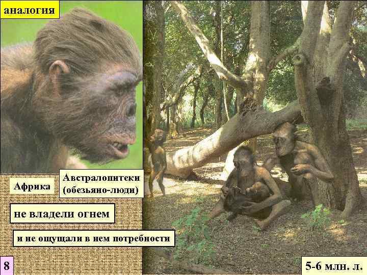 аналогия Африка Австралопитеки (обезьяно-люди) не владели огнем и не ощущали в нем потребности 8