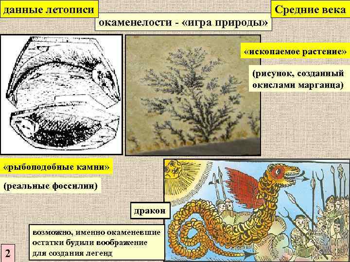 данные летописи окаменелости - «игра природы» Средние века «ископаемое растение» (рисунок, созданный окислами марганца)