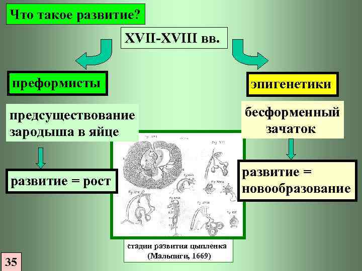 Что такое развитие? XVII-XVIII вв. преформисты эпигенетики предсуществование зародыша в яйце бесформенный зачаток развитие