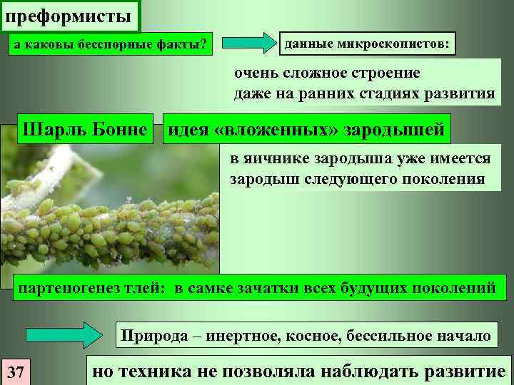 преформисты а каковы бесспорные факты? данные микроскопистов: очень сложное строение даже на ранних стадиях