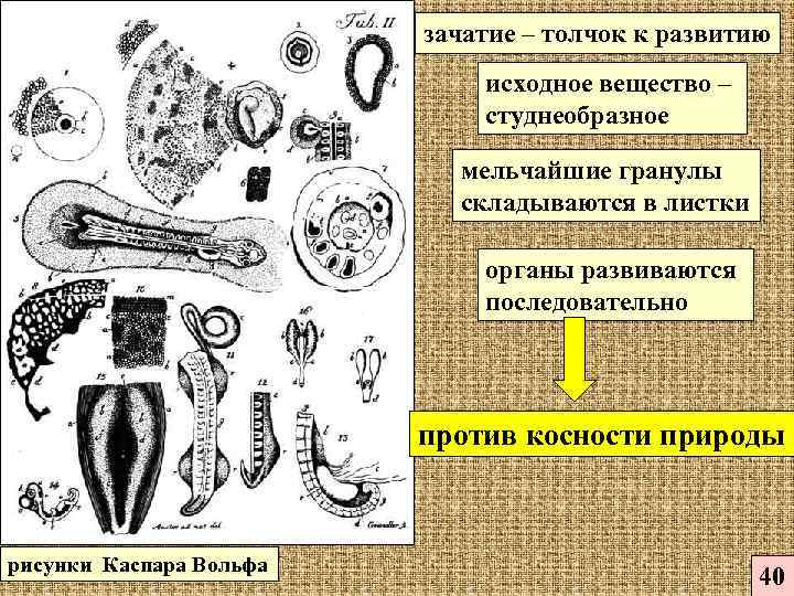 зачатие – толчок к развитию исходное вещество – студнеобразное мельчайшие гранулы складываются в листки