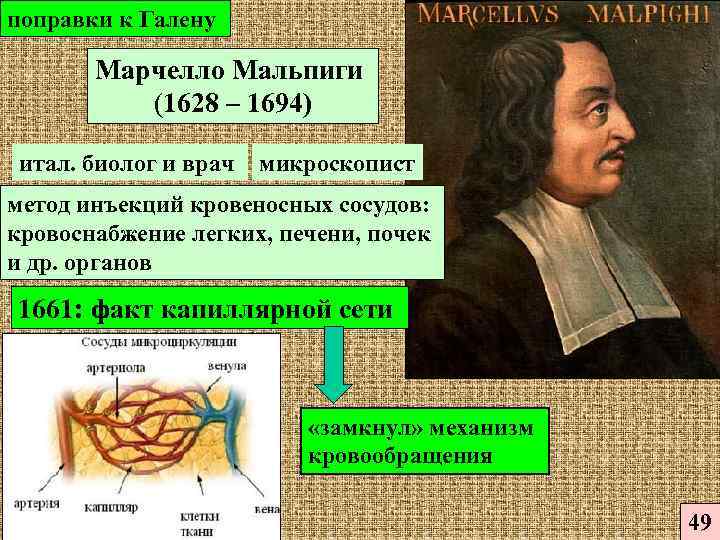 Презентация марчелло мальпиги