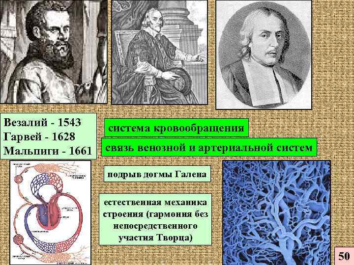 Везалий открытия. Везалий и Гарвей. Везалий кровообращение. Открытие кровообращения м Сервет у Гарвей м.Мальпиги.