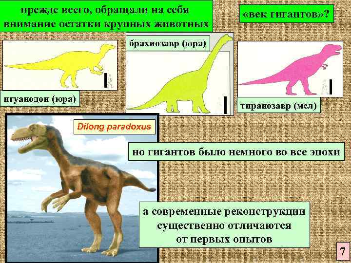 прежде всего, обращали на себя внимание остатки крупных животных «век гигантов» ? брахиозавр (юра)