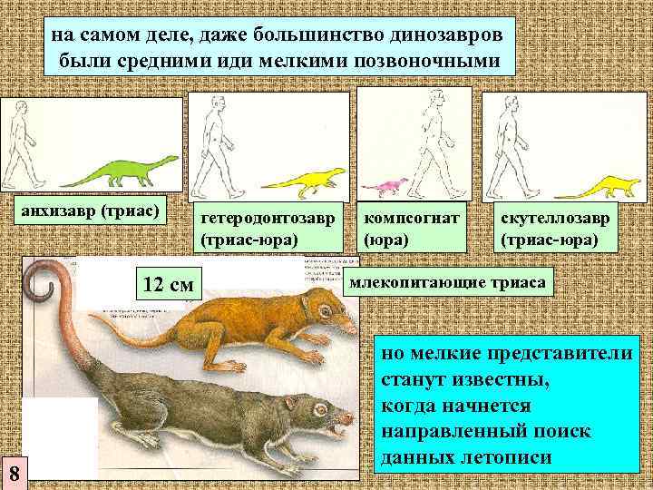 на самом деле, даже большинство динозавров были средними иди мелкими позвоночными анхизавр (триас) 12