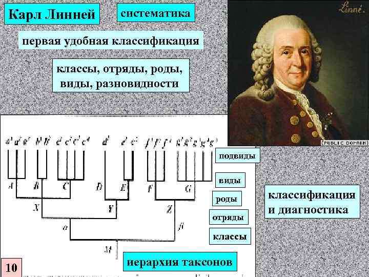 Система линнея схема