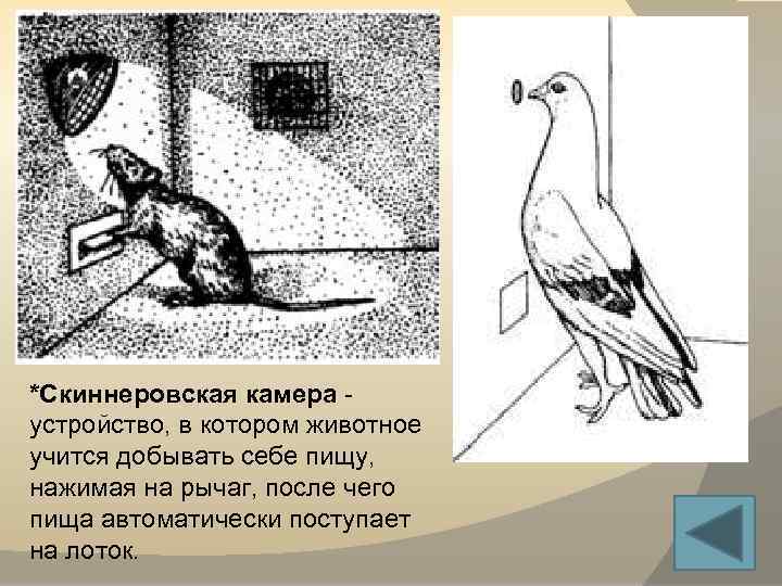 *Скиннеровская камера устройство, в котором животное учится добывать себе пищу, нажимая на рычаг, после