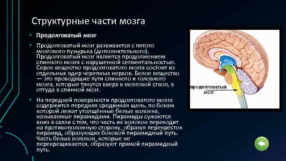 Структурные части мозга • Продолговатый мозг развивается с пятого мозгового пузырька (дополнительного). Продолговатый мозг