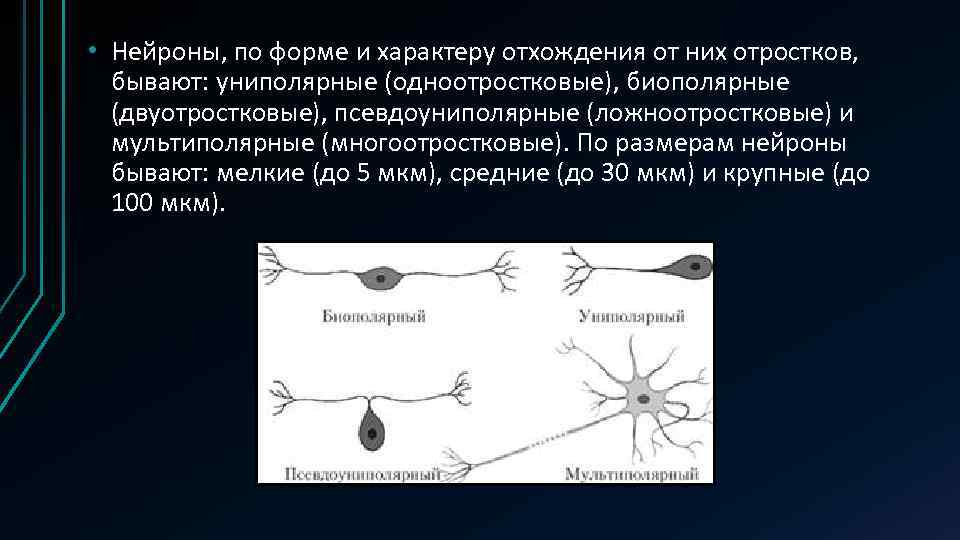 Нервные клетки имеют отростки. Нейроны по форме. Униполярные биполярные и мультиполярные Нейроны. Размер нервной клетки. Отростки уиполярнй нервной клетки.