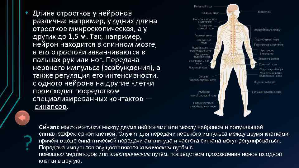  • Длина отростков у нейронов различна: например, у одних длина отростков микроскопическая, а