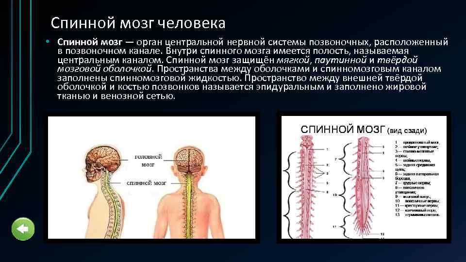 Мозги имеются