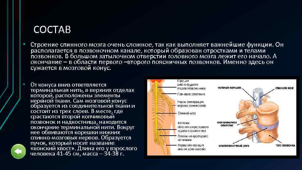 СОСТАВ • Строение спинного мозга очень сложное, так как выполняет важнейшие функции. Он располагается