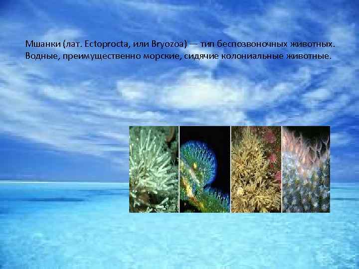 Мшанки (лат. Ectoprocta, или Bryozoa) — тип беспозвоночных животных. Водные, преимущественно морские, сидячие колониальные