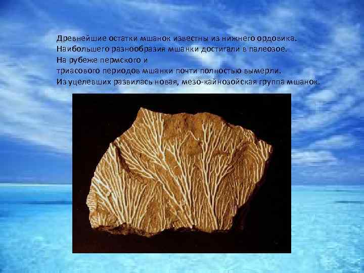 Древнейшие остатки мшанок известны из нижнего ордовика. Наибольшего разнообразия мшанки достигали в палеозое. На