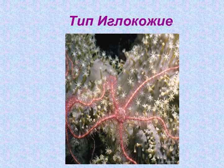 Тип Иглокожие 