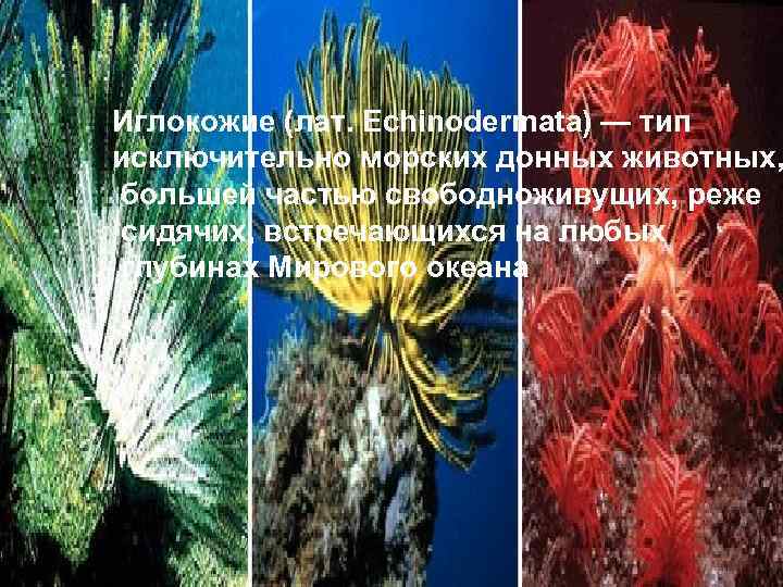 Иглокожие (лат. Echinodermata) — тип исключительно морских донных животных, большей частью свободноживущих, реже сидячих,