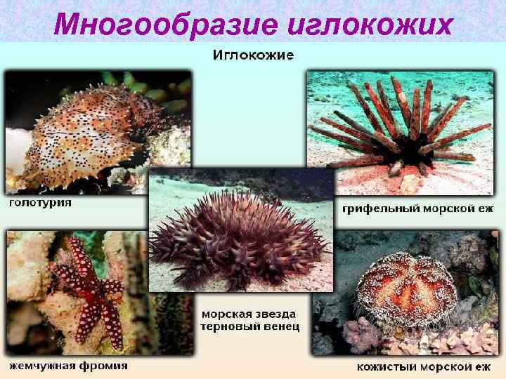 Многообразие иглокожих 