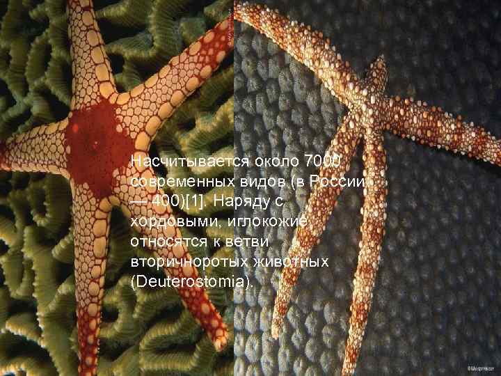 Насчитывается около 7000 современных видов (в России — 400)[1]. Наряду с хордовыми, иглокожие относятся