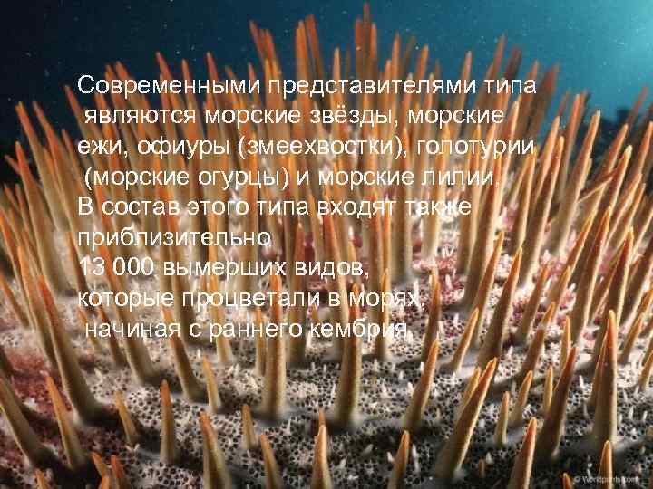 Современными представителями типа являются морские звёзды, морские ежи, офиуры (змеехвостки), голотурии (морские огурцы) и