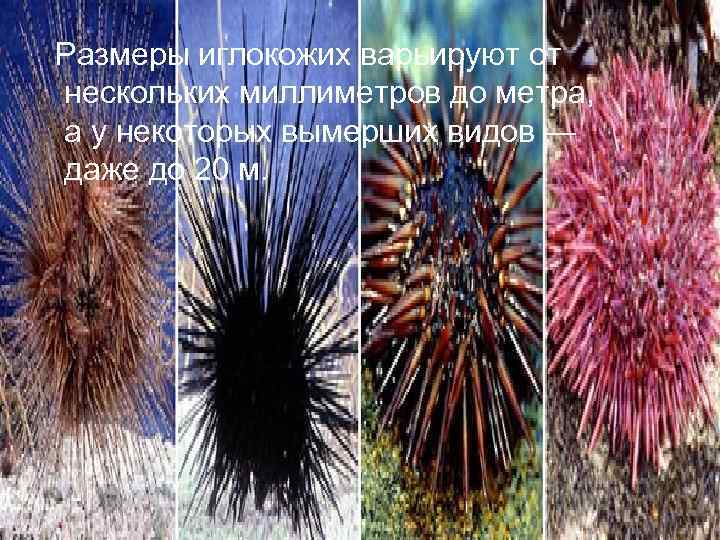 Размеры иглокожих варьируют от нескольких миллиметров до метра, а у некоторых вымерших видов —