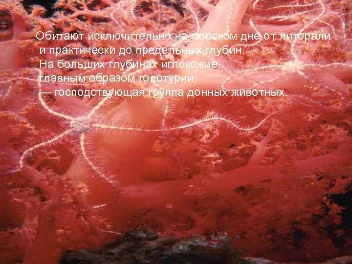 Обитают исключительно на морском дне от литорали и практически до предельных глубин. На больших