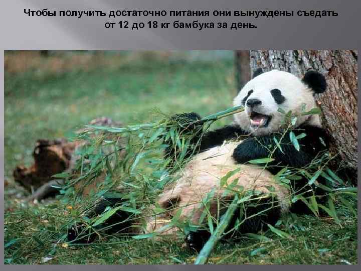 Panda уменьшить фото