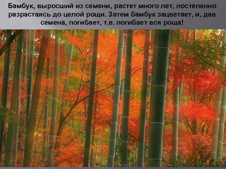 Бамбук, выросший из семени, растет много лет, постепенно разрастаясь до целой рощи. Затем бамбук