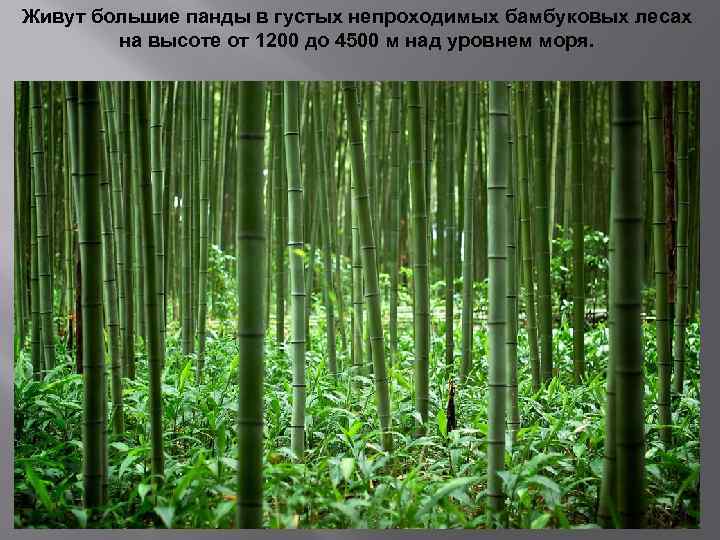 Живут большие панды в густых непроходимых бамбуковых лесах на высоте от 1200 до 4500