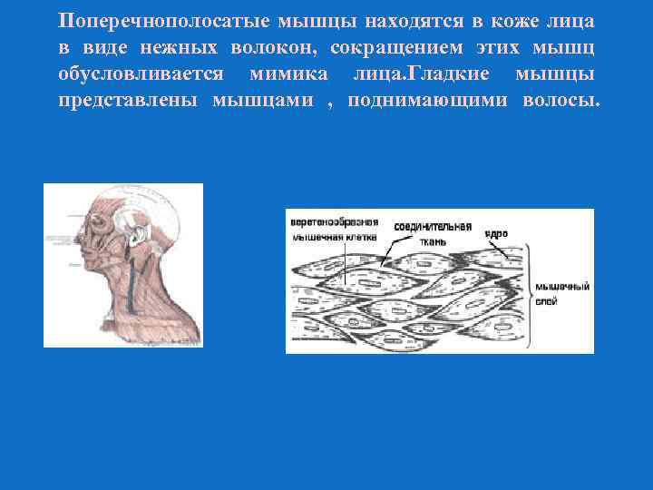 Поперечнополосатые мышцы находятся в коже лица в виде нежных волокон, сокращением этих мышц обусловливается