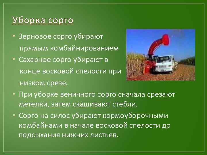 Уборка сорго • Зерновое сорго убирают прямым комбайнированием • Сахарное сорго убирают в конце