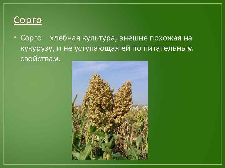Сорго • Сорго – хлебная культура, внешне похожая на кукурузу, и не уступающая ей