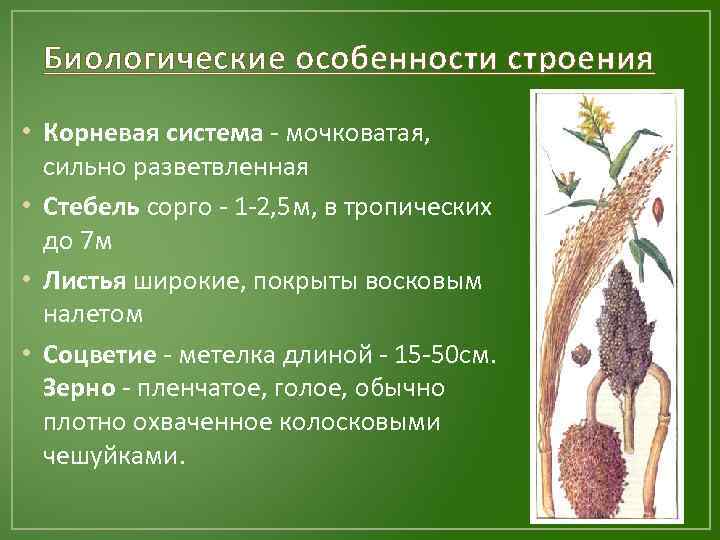 Биологические особенности строения • Корневая система - мочковатая, сильно разветвленная • Стебель сорго -