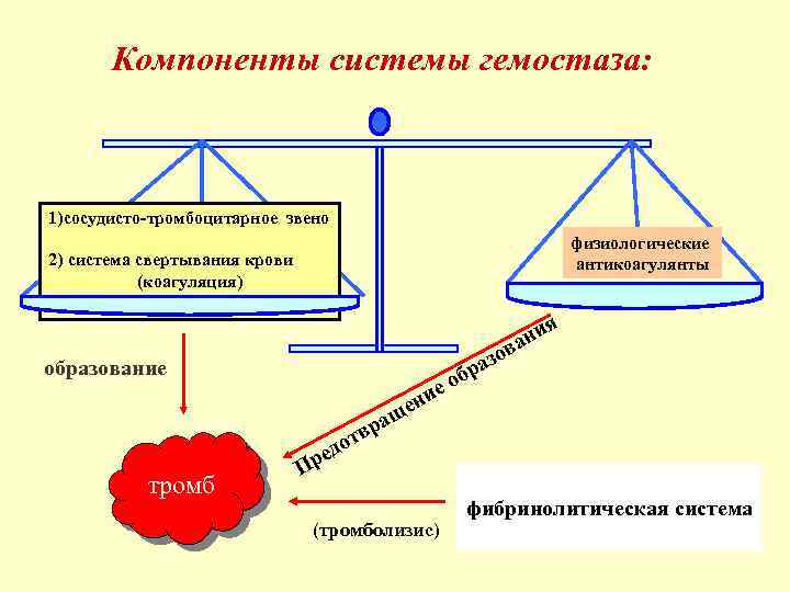 Компоненты системы гемостаза: 1)сосудисто-тромбоцитарное звено физиологические антикоагулянты 2) система свертывания крови (коагуляция) я образование
