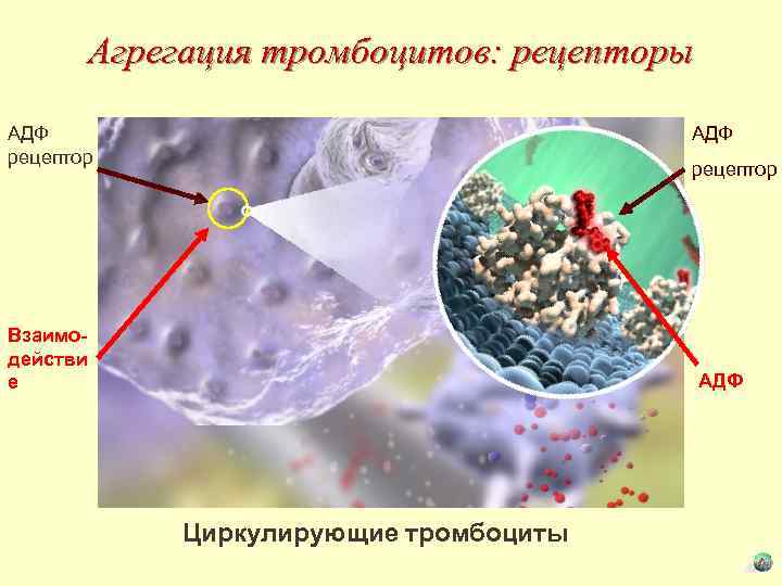 Агрегация тромбоцитов: рецепторы АДФ рецептор Взаимодействи е АДФ Циркулирующие тромбоциты 