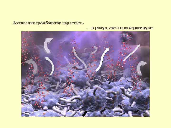 Активация тромбоцитов нарастает. . … в результате они агрегируют 