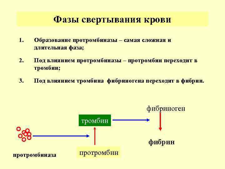 Действие тромбина