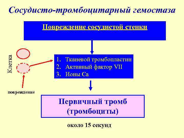 Нарушения сосудисто тромбоцитарного гемостаза