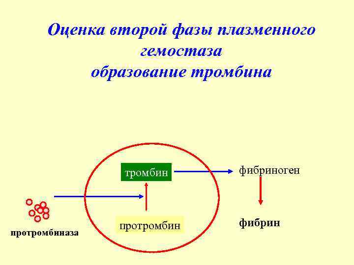Оценка второй фазы плазменного гемостаза образование тромбина тромбин протромбиназа протромбин фибриноген фибрин 
