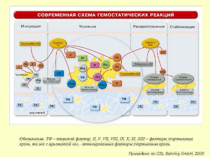 эндотелий Обозначения: ТФ – тканевой фактор, II, V, VIII, IX, X, XIII – факторы