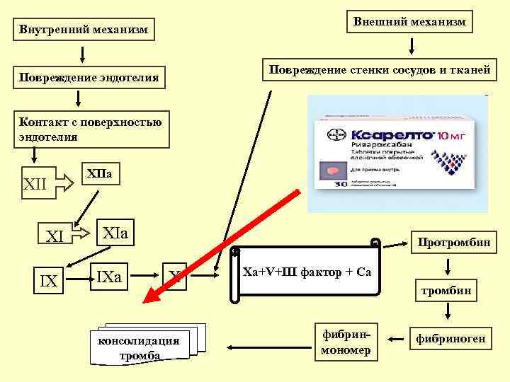 Внешний механизм. Стадии фибринообразования. Активация фибринообразования. Внутренний механизм.