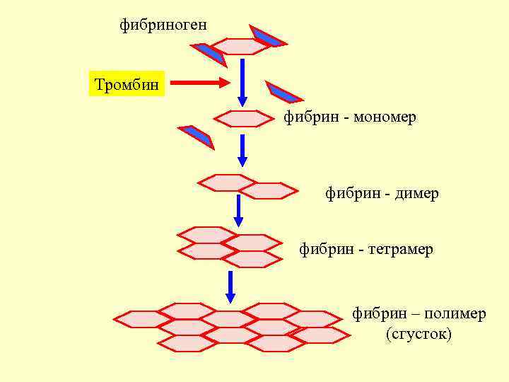 Превращение фибриногена в фибрин образование тромба
