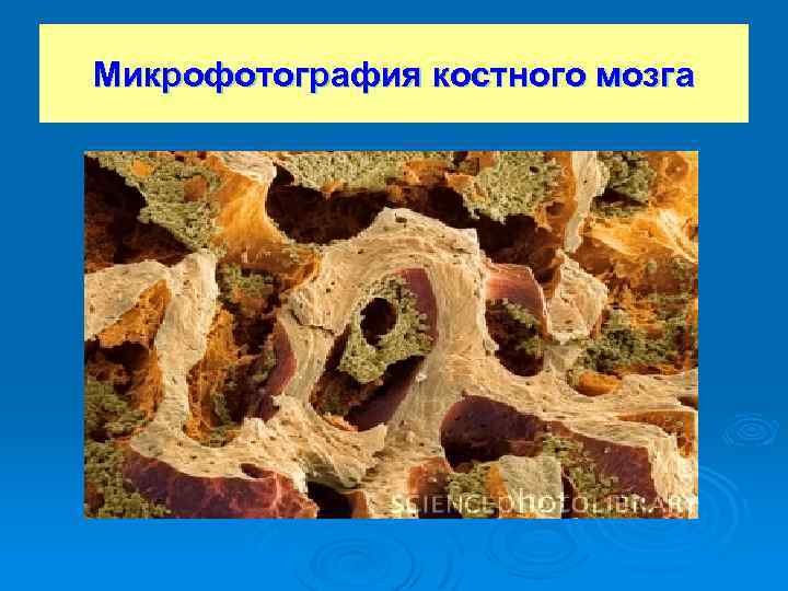 Микрофотография костного мозга 