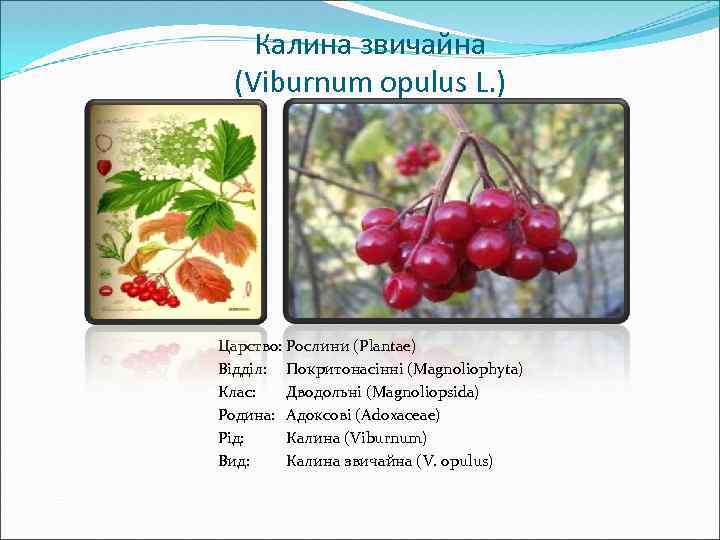Калина звичайна (Viburnum opulus L. ) Царство: Рослини (Plantae) Відділ: Покритонасінні (Magnoliophyta) Клас: Дводольні