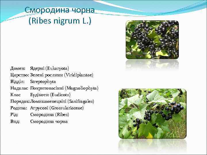 Смородина чорна (Ribes nigrum L. ) Домен: Ядерні (Eukaryota) Царство: Зелені рослини (Viridiplantae) Відділ: