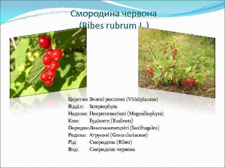 Смородина червона (Ribes rubrum L. ) Царство: Зелені рослини (Viridiplantae) Відділ: Streptophyta Надклас Покритонасінні