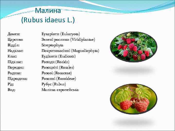 Малина (Rubus idaeus L. ) Домен: Царство: Відділ: Надклас: Клас: Підклас: Порядок: Родина: Підродина:
